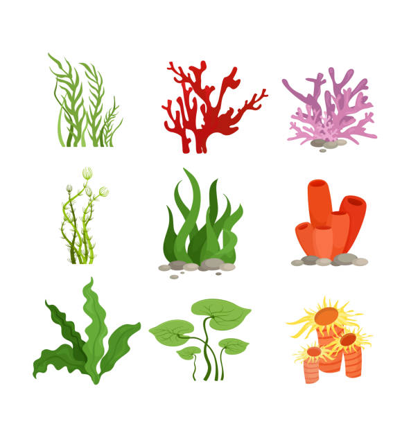 ilustrações de stock, clip art, desenhos animados e ícones de vector illustration set of colourful water plants and coral isolated on white background in cartoon flat style. - alga marinha