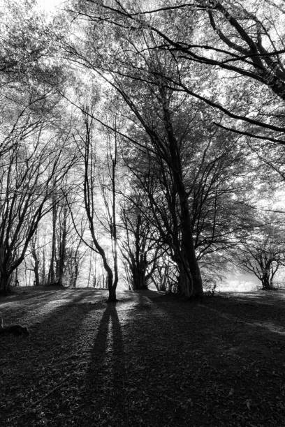 istock Beech trees in Canfaito forest (Marche, Italy) at sunset with long shadows 1050241832