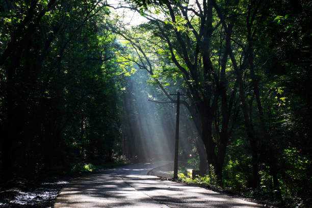 raggi di luce che cadono sulla strada tra gli alberi del parco nazionale sanjay gandhi, india - maharashtra foto e immagini stock