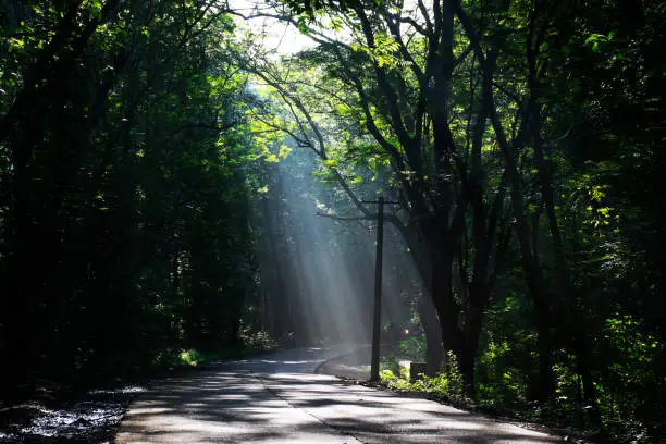 Photo of Rays of light falling on the road through the trees of Sanjay Gandhi National Park, India