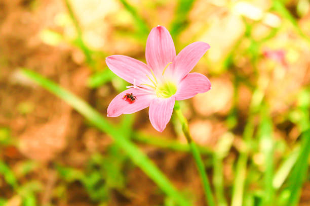 Single Blooming pink Zephyranthes rosea Single Blooming pink Zephyranthes rosea zephyranthes rosea stock pictures, royalty-free photos & images