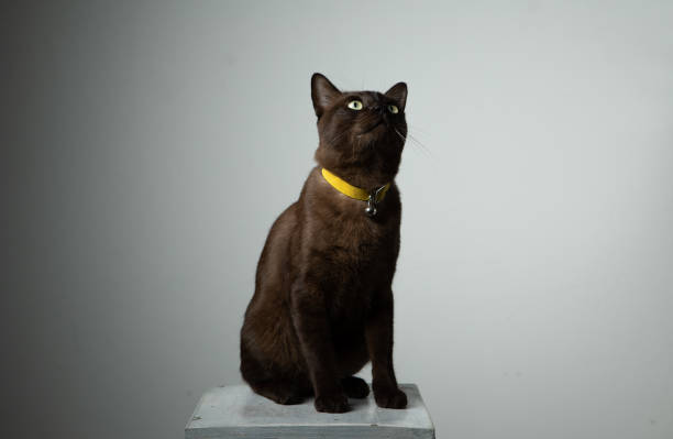 istock brown cat sitting on chair with studio lighting 1050248356