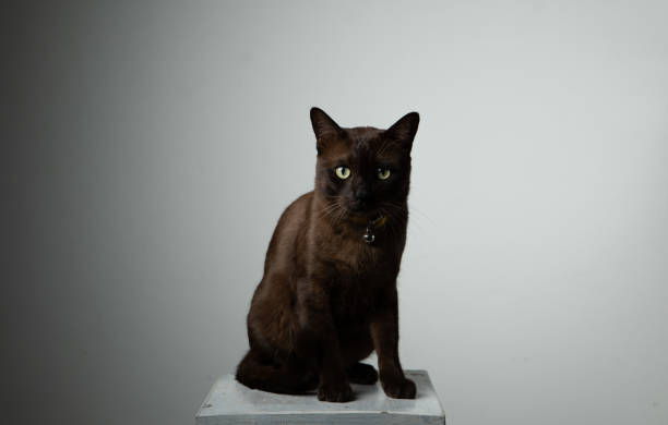 istock brown cat sitting on chair with studio lighting 1050248358