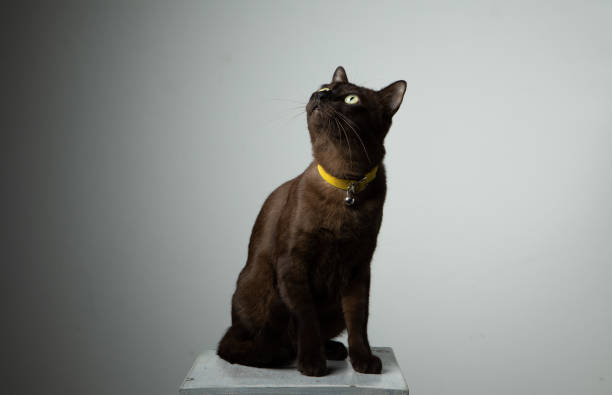 istock brown cat sitting on chair with studio lighting 1050248360