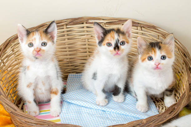 istock Pet animal; cute baby cat 1050248894