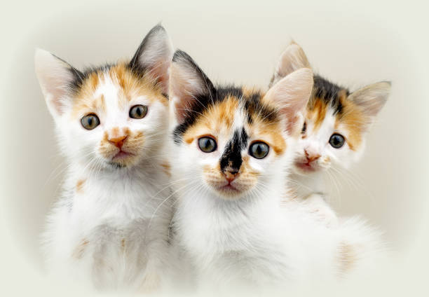 istock Cute baby cat 1050248962