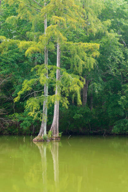 istock Bald Cypress Trees at Trap Pond State Park 1050251304