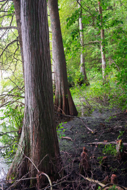 istock Bald Cypress Trees at Trap Pond State Park 1050251310