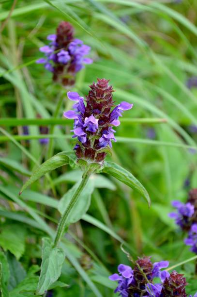 istock Wildflowers in Korea(lilac self-heal) 1050251336