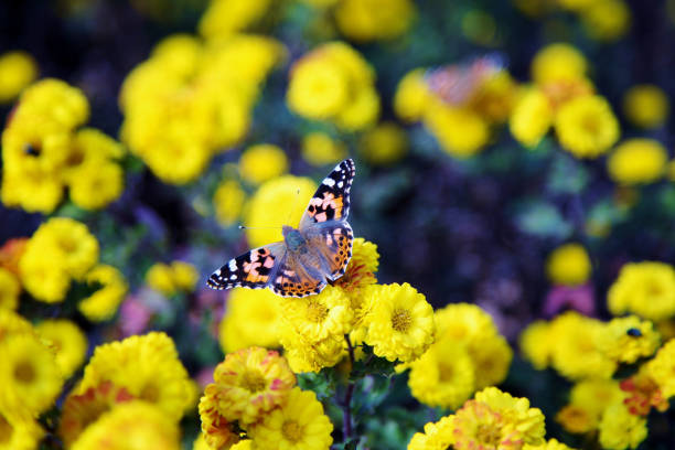 Butterfly landscape looking for honey in garden with yellow chrysanthemum flowers blooming
