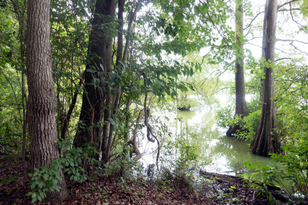 istock Bald Cypress Trees at Trap Pond State Park 1050251368