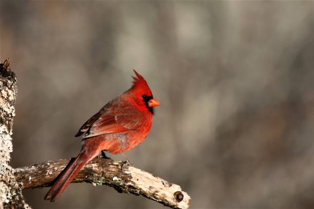 istock Male Northern Cardinal in Winter 1050254466