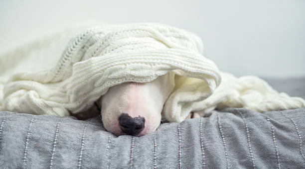 istock A cute tender white English bull terrier is sleeping on a bed under a white knitted blanket. 1050255080
