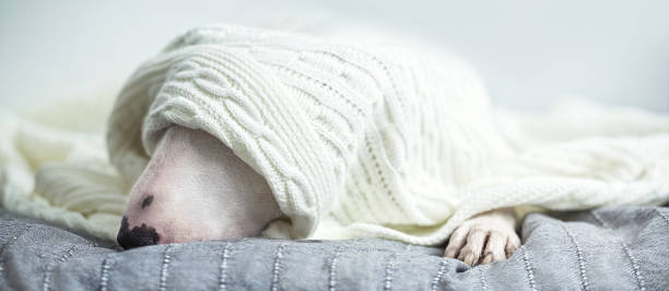 istock A cute tender white English bull terrier is sleeping on a bed under a white knitted blanket. 1050255082