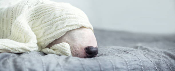 istock A cute tender white English bull terrier is sleeping on a bed under a white knitted blanket. 1050255108
