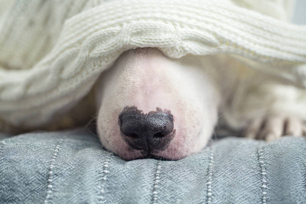 istock A cute tender white English bull terrier is sleeping on a bed under a white knitted blanket. 1050255124
