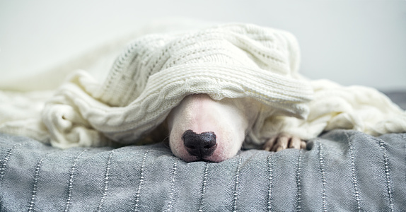 A cute tender white English bull terrier is sleeping on a bed under a white knitted blanket. Winter Is Coming