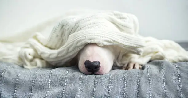 Photo of A cute tender white English bull terrier is sleeping on a bed under a white knitted blanket.