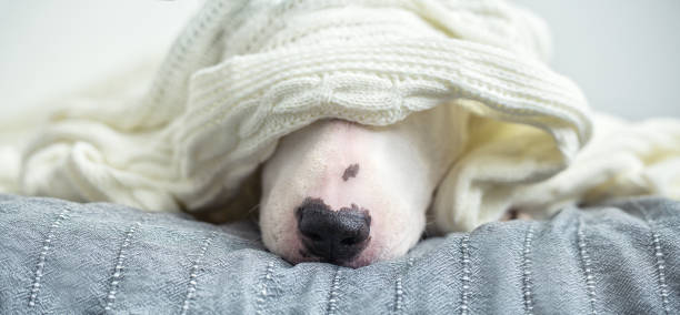 istock A cute tender white English bull terrier is sleeping on a bed under a white knitted blanket. 1050255136