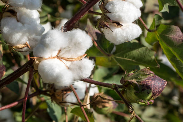 istock Cotton fields ready for harvesting, agriculture 1050258014