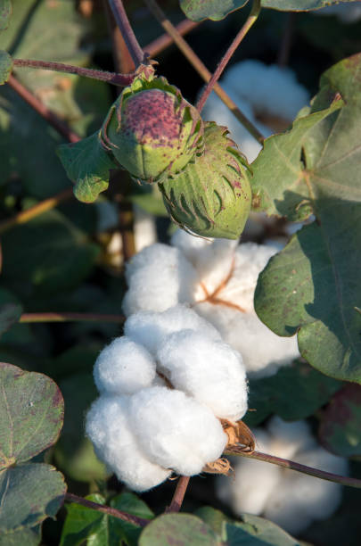 istock Cotton fields ready for harvesting, agriculture 1050258196