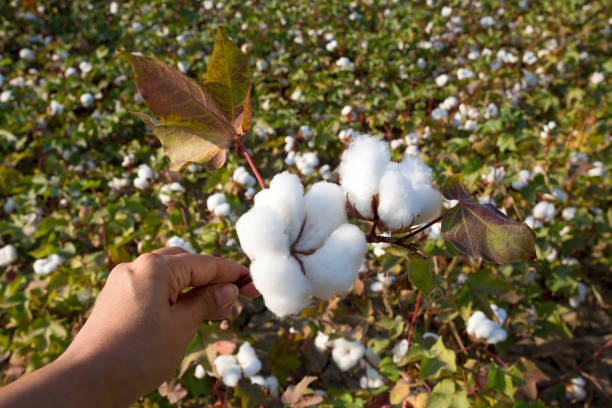 istock Cotton fields ready for harvesting, agriculture 1050258270