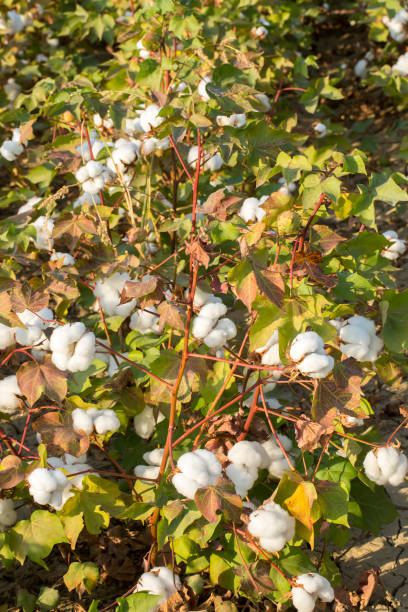 istock Cotton fields ready for harvesting, agriculture 1050258360