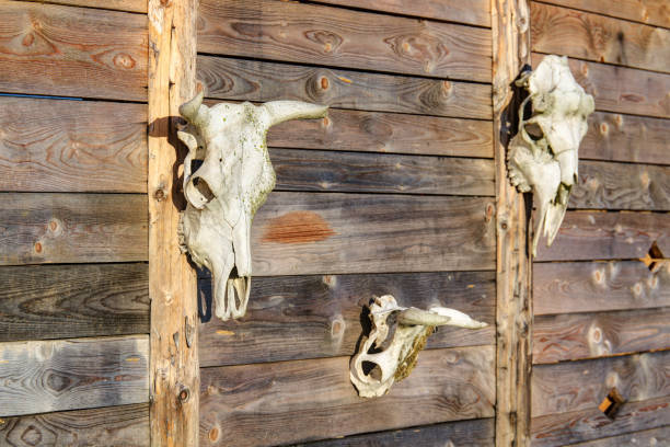 istock skulls of horned animals 1050260950
