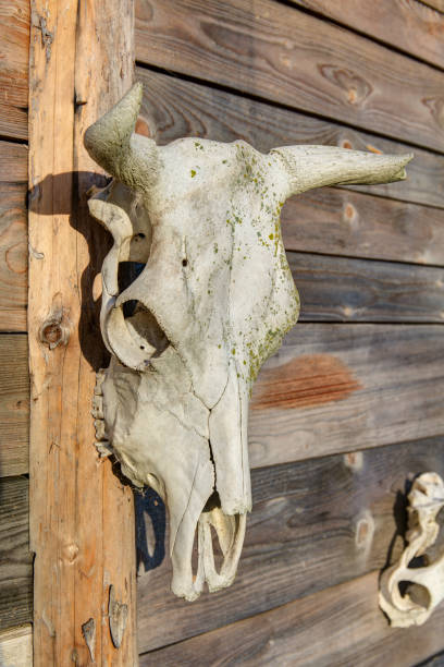 istock horned animal skull 1050260974