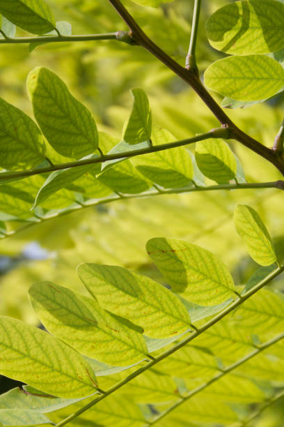 istock Green Acacia leaves. Robinia pseudoacacia 1050261542