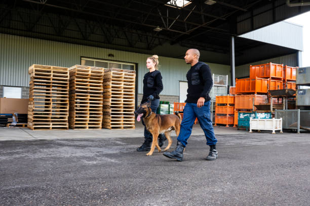 Two K-9 security professionals with a Belgian Malinois on patrol. Male and female K-9 security professionals with a Belgian Malinois patrolling outside an industrial building. guard dog photos stock pictures, royalty-free photos & images