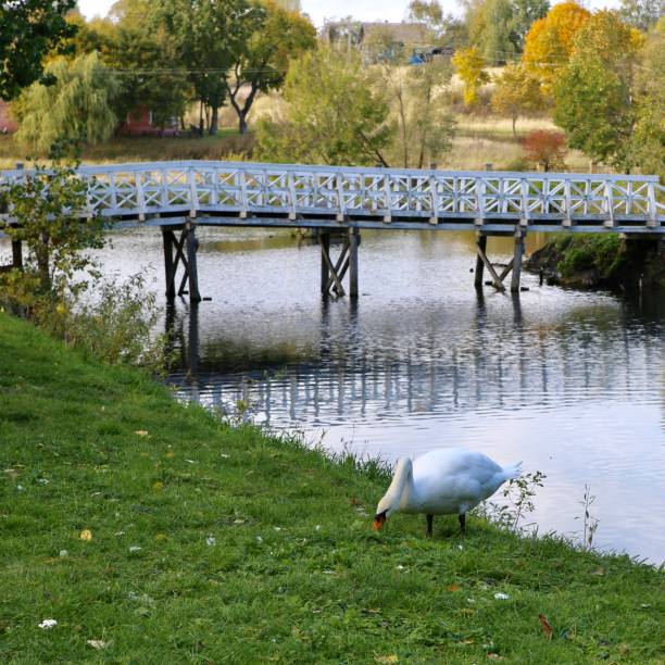 istock White swan in the meadow by the pond. 1050264114