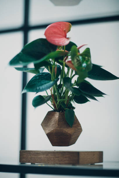 istock Levitating flower in a wooden pot 1050264900