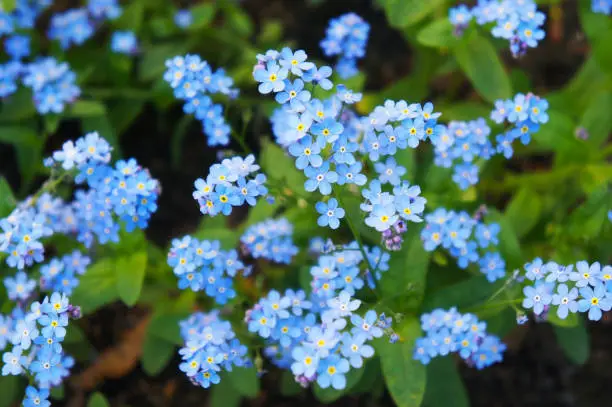 Myosotis or forget-me-nots or scorpion grasses pink and blue flowers