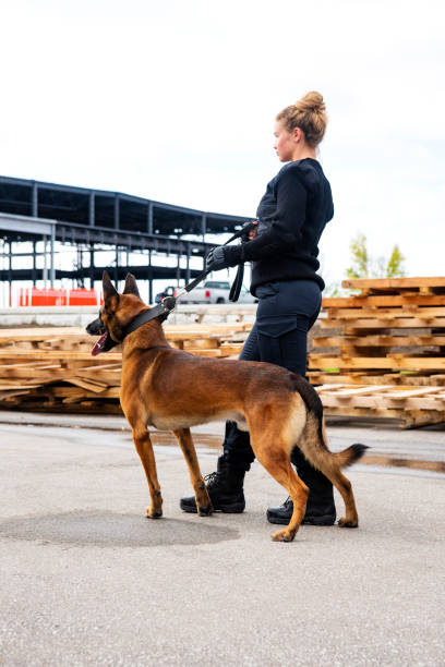 istock A female K-9 security professional with a Belgian Malinois on guard. 1050267722