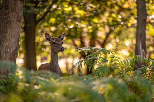 A Roe Deer grazing in the countryside at sunset
