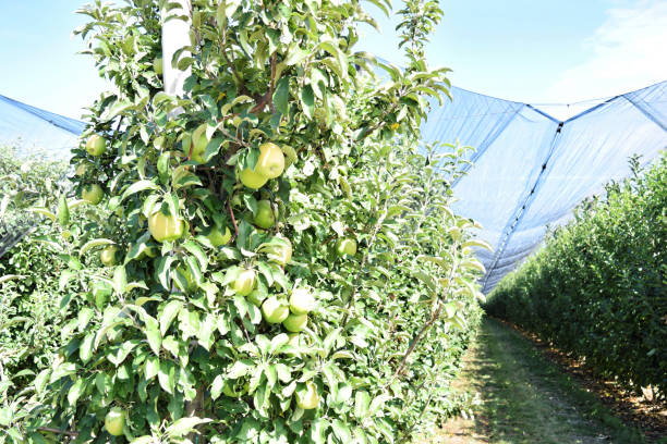 istock Apple orchard in autumn 1050270722