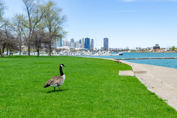 istock Wild geese with chicago skyline view 1050273500