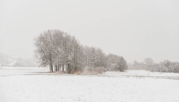 istock Winter trees with snow and frost 1050273658