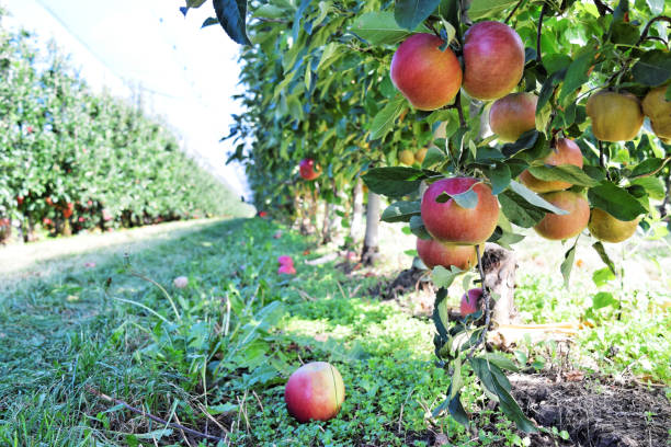 istock Apple orchard in autumn 1050274038