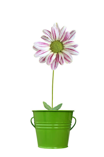 istock Beautiful daisy isolated in pot 1050274176