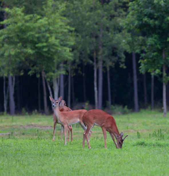 istock Three whitetail deer on a green field 1050276908