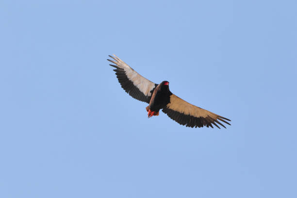 istock Bateleur eagle Terathopius ecaudatus blue sky Hwange Zimbabwe bird 1050277218