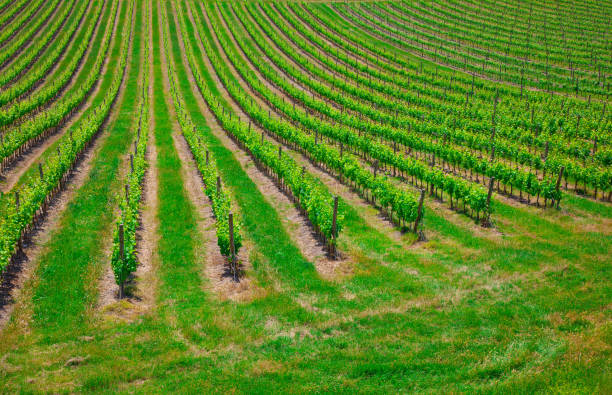 istock Beautiful rows of grapes before harvesting 1050277224