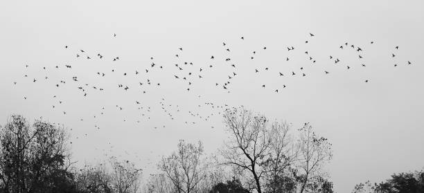 istock birds black and whtie 1050280002