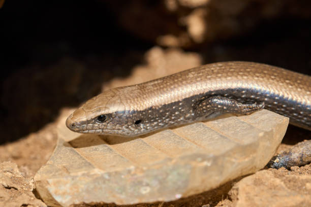 istock lisa dorada (Chalcides viridanus) - Tenerife's Fauna 1050280014