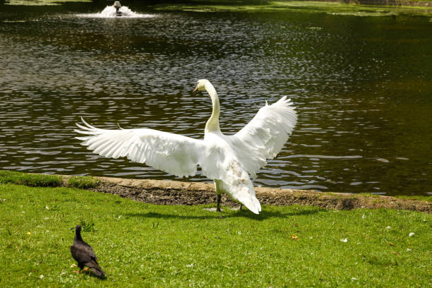 biały łabędź w parku leopolda - swan white grass park zdjęcia i obrazy z banku zdjęć