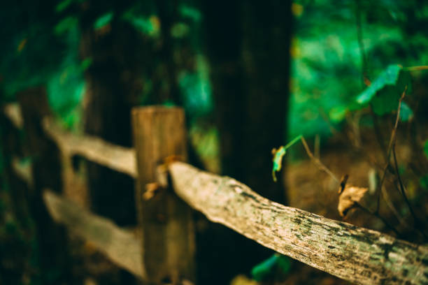 Wooden fence in the woods stock photo