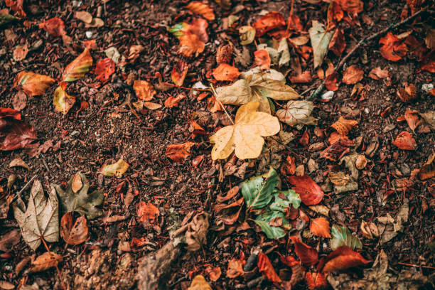 Autumn Leaves on the ground stock photo