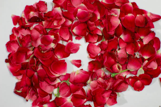istock Bed of rose petals and decorated with red 1050280608